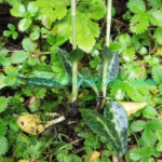 Goodyera repens (L.) R.Br. Plants of Nepal Goodyera repens (L.) R.Br.
