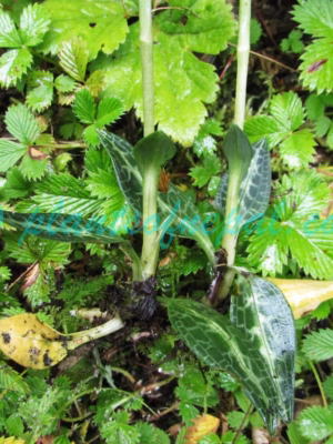 Goodyera repens (L.) R.Br. Plants of Nepal