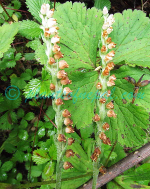 Goodyera repens (L.) R.Br. Plants of Nepal