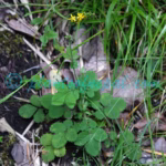 Agrimonia pilosa Ledeb. Plants of Nepal Agrimonia pilosa Ledeb.