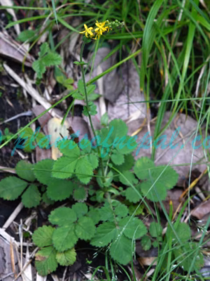 Agrimonia pilosa Ledeb. Plants of Nepal Agrimonia pilosa Ledeb. Plants of Nepal