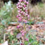 Blumea axillaris (Lam.) DC. Plants of Nepal Blumea axillaris (Lam.) DC.