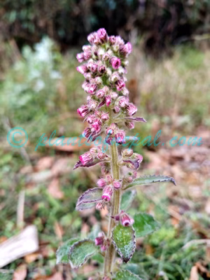 Blumea axillaris (Lam.) DC. Plants of Nepal Blumea axillaris (Lam.) DC. Plants of Nepal