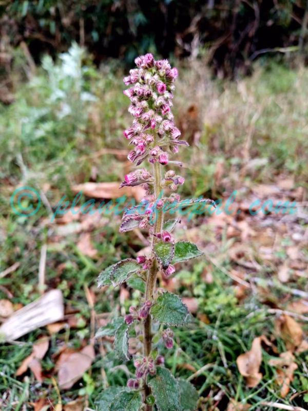 Blumea axillaris (Lam.) DC. Plants of Nepal