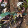 Bulbophyllum umbellatum Lindl. Plants of Nepal Bulbophyllum umbellatum Lindl. Plants of Nepal