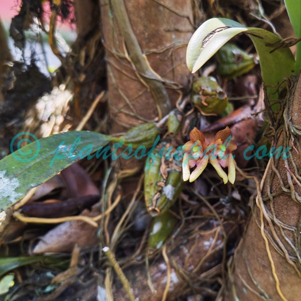 Bulbophyllum umbellatum Lindl. Plants of Nepal Bulbophyllum umbellatum Lindl. Plants of Nepal