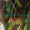 Bulbophyllum umbellatum Lindl. Plants of Nepal Bulbophyllum umbellatum Lindl. Plants of Nepal