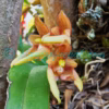 Bulbophyllum umbellatum Lindl. Plants of Nepal Bulbophyllum umbellatum Lindl. Plants of Nepal