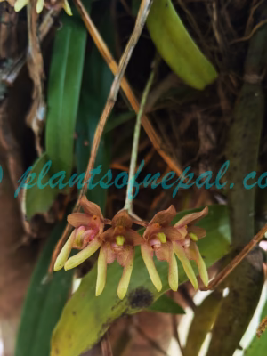 Bulbophyllum umbellatum Lindl. Plants of Nepal Bulbophyllum umbellatum Lindl. Plants of Nepal