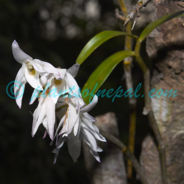 Dendrobium moniliforme (L.) Sw. Plants of Nepal Dendrobium moniliforme (L.) Sw. Plants of Nepal