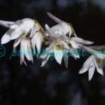 Dendrobium moniliforme (L.) Sw. Plants of Nepal Dendrobium moniliforme (L.) Sw.