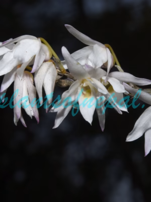 Dendrobium moniliforme (L.) Sw. Plants of Nepal Dendrobium moniliforme (L.) Sw. Plants of Nepal