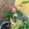 Calanthe brevicornu Lindl. Plants of Nepal