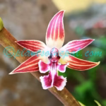 Calanthe brevicornu Lindl.