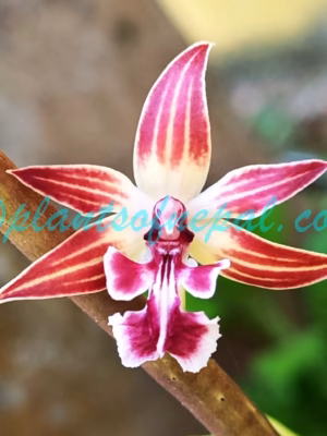 Calanthe brevicornu Lindl. Plants of Nepal Calanthe brevicornu Lindl. Plants of Nepal