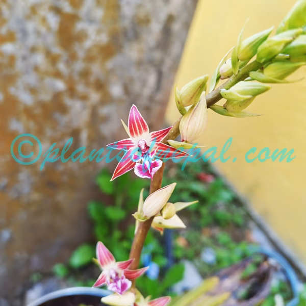 Calanthe brevicornu Lindl. Plants of Nepal