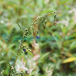 Melanoseris cyanea (D.Don) Edgew. Plants of Nepal Melanoseris cyanea (D.Don) Edgew.