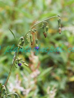 Melanoseris cyanea (D.Don) Edgew. Plants of Nepal Melanoseris cyanea (D.Don) Edgew. Plants of Nepal