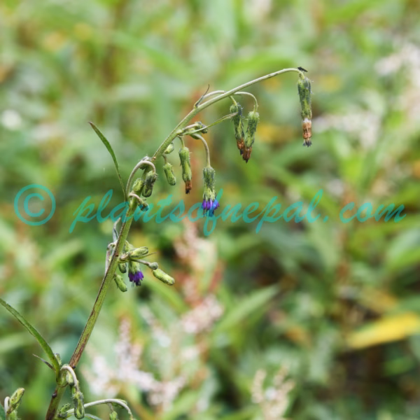 Melanoseris cyanea (D.Don) Edgew. Plants of Nepal