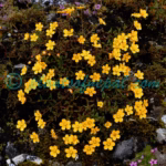 Saxifraga hookeri Engl. & Irmsch. Plants of Nepal Saxifraga hookeri Engl. & Irmsch.