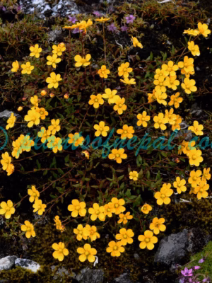 Saxifraga hookeri Engl. & Irmsch. Plants of Nepal Saxifraga hookeri Engl. & Irmsch. Plants of Nepal