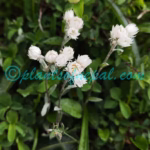 Anaphalis nepalensis (Spreng.) Hand.-Mazz. Plants of Nepal Anaphalis nepalensis (Spreng.) Hand.-Mazz.