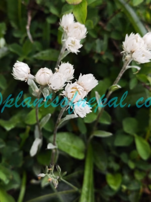 Anaphalis nepalensis (Spreng.) Hand.-Mazz. Plants of Nepal Anaphalis nepalensis (Spreng.) Hand.-Mazz. Plants of Nepal