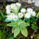 Anaphalis triplinervis (Sims) C.B.Clarke Plants of Nepal Anaphalis triplinervis (Sims) C.B.Clarke