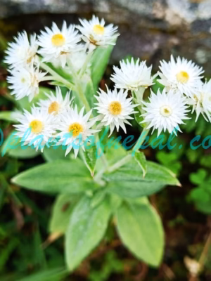 Anaphalis triplinervis (Sims) C.B.Clarke Plants of Nepal Anaphalis triplinervis (Sims) C.B.Clarke Plants of Nepal