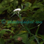 Anaphalis margaritacea (L.) Benth. & Hook.f. Plants of Nepal Anaphalis margaritacea (L.) Benth. & Hook.f.