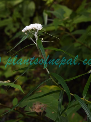 Anaphalis margaritacea (L.) Benth. & Hook.f. Plants of Nepal