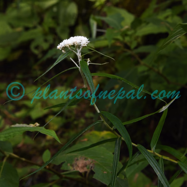 Anaphalis margaritacea (L.) Benth. & Hook.f. Plants of Nepal