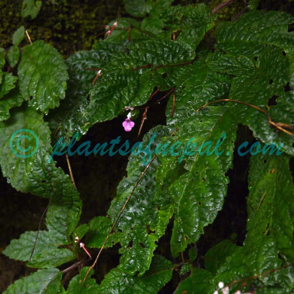 Didymocarpus primulifolius D.Don