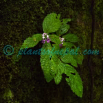 Didymocarpus primulifolius D.Don Plants of Nepal Didymocarpus primulifolius D.Don