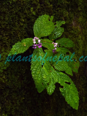 Didymocarpus primulifolius D.Don Plants of Nepal