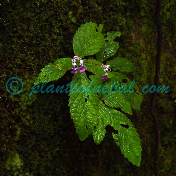 Didymocarpus primulifolius D.Don Plants of Nepal