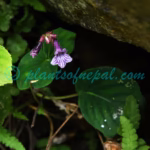 Didymocarpus punduanus Wall. ex R.Br. Plants of Nepal Didymocarpus punduanus Wall. ex R.Br.
