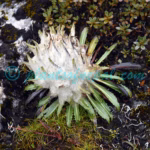 Saussurea gossipiphora D.Don Plants of Nepal Saussurea gossipiphora D.Don