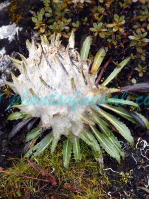 Saussurea gossipiphora D.Don Plants of Nepal