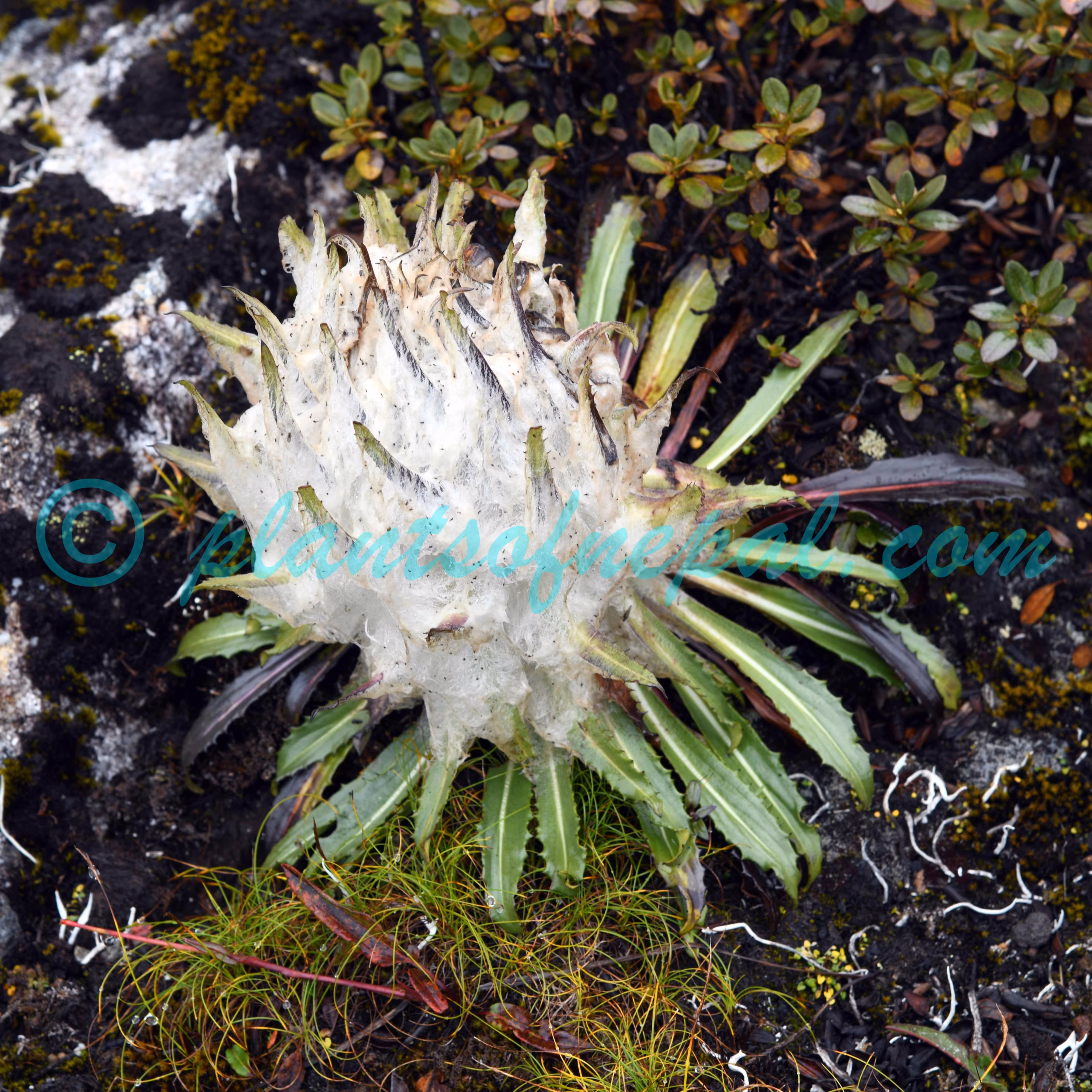 Saussurea gossipiphora D.Don Plants of Nepal