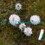 Saussurea laminamaensis Kitam. Plants of Nepal Saussurea laminamaensis Kitam.