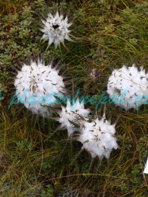 Saussurea laminamaensis Kitam. Plants of Nepal