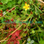 Hypericum himalaicum N.Robson Plants of Nepal Hypericum himalaicum N.Robson