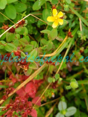 Hypericum himalaicum N.Robson Plants of Nepal Hypericum himalaicum N.Robson Plants of Nepal