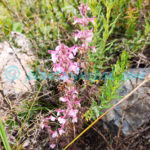 Pedicularis kansuensis Maxim. Plants of Nepal Pedicularis kansuensis Maxim.
