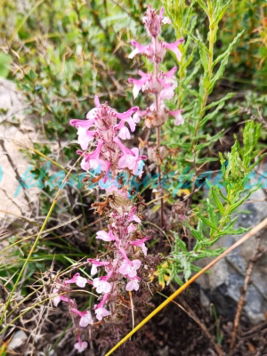 Pedicularis kansuensis Maxim. Plants of Nepal