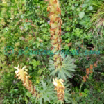Pedicularis anserantha T.Yamaz. Plants of Nepal Pedicularis anserantha T.Yamaz.