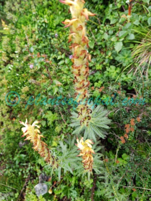 Pedicularis anserantha T.Yamaz. Plants of Nepal