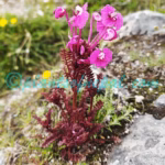 Pedicularis siphonantha D.Don Plants of Nepal Pedicularis siphonantha D.Don