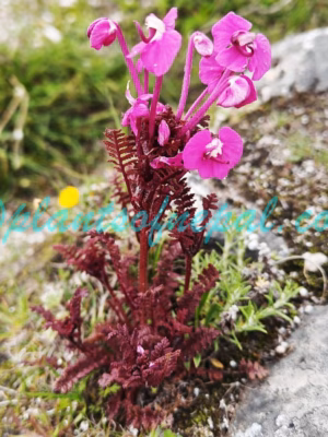 Pedicularis siphonantha D.Don Plants of Nepal Pedicularis siphonantha D.Don Plants of Nepal